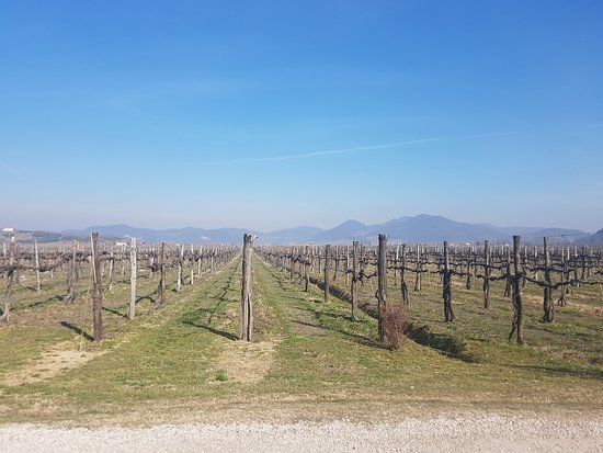 Vini Loreggian