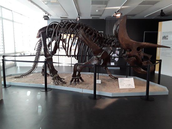 Miquel Crusafont Catalan Institute of Paleontology