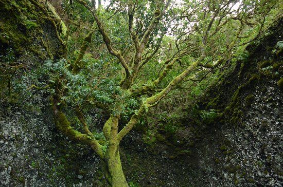 Garoé árbol santo