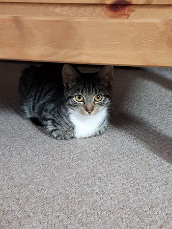 Redgate Farm Animal Sanctuary