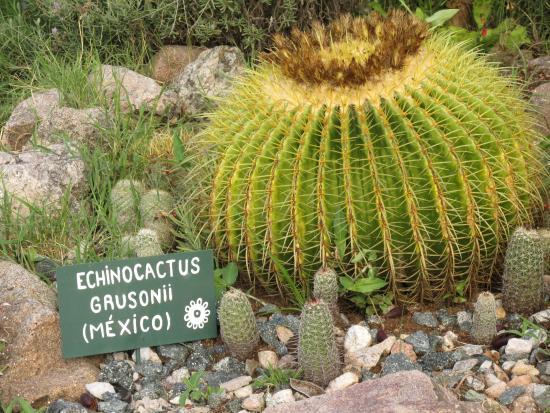 Museo Comechingón