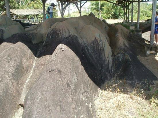 Centre d'Archéologie Amérindienne de Kourou
