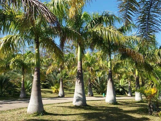 Parc des Palmiers