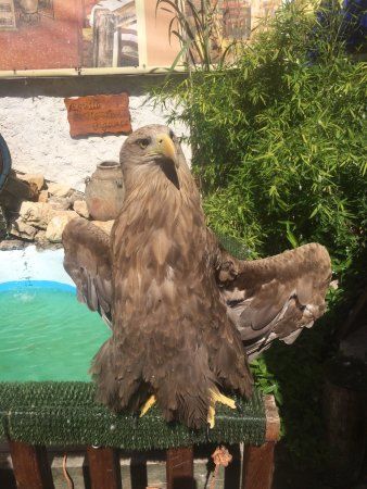 Un Mundo Entre Aves