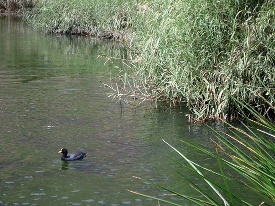 Laguna de los Patos
