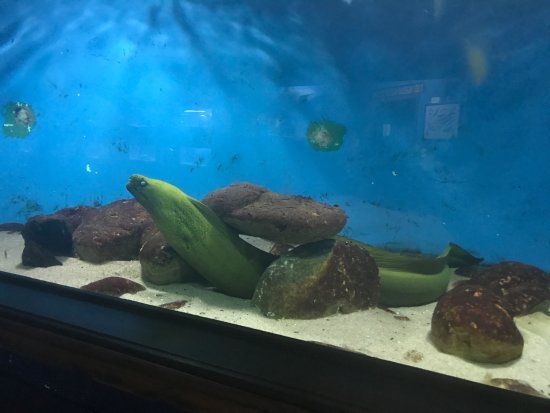 Aquario de Aparecida