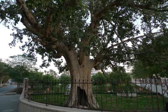 Arbre de Zachée
