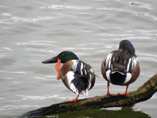 Hornsby Bend Bird Observatory