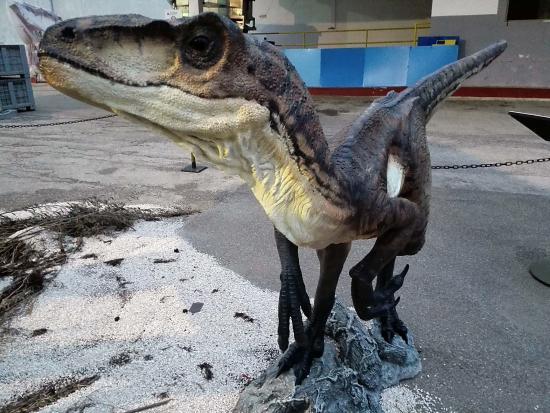 Museo Civico della Paleontologia e dell'Uomo