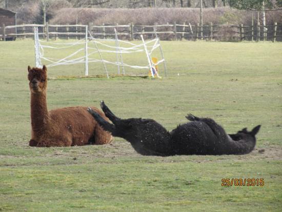 Raystede Centre for Animal Welfare