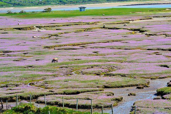 Mulranny Saltmarsh