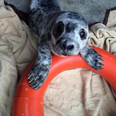 Courtown Seal Rescue Centre