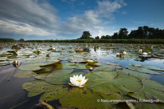Naardermeer