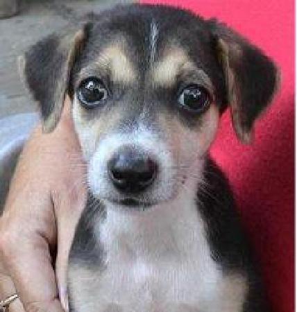 Goa Animal Welfare Trust