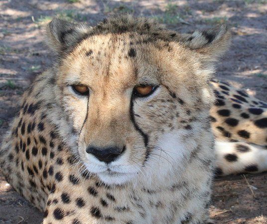 Cheetah Outreach