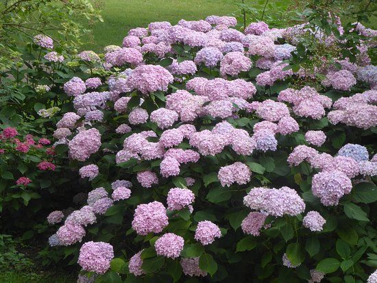 Kolvenburg