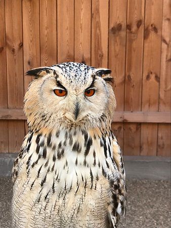 Falknerei Burg Obernberg