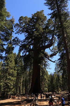 Grizzly Giant