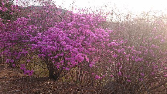 Kanaoyama Tsutsuji Park