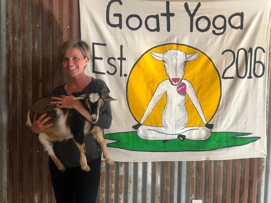 Original Goat Yoga Galena