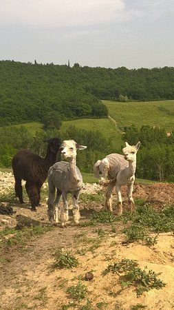 La Valle degli Alpaca Farm