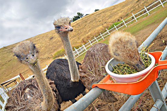 Gilroy Ostrich Farm