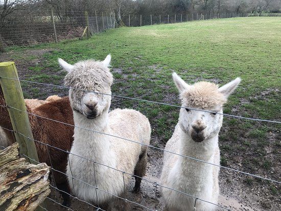Petlake Alpacas Of The New Forest