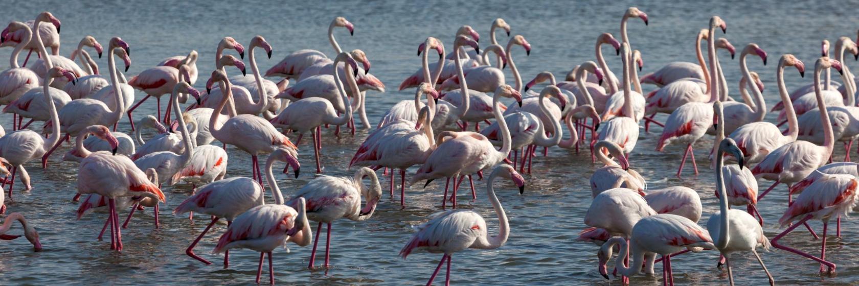 Ras Al Khor Wildlife Sanctuary