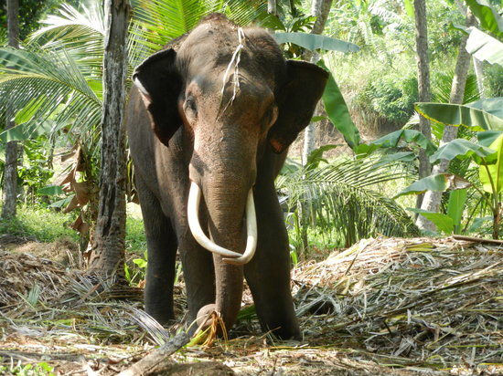 Millennium Elephant Foundation