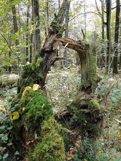 Bialowieza National Park