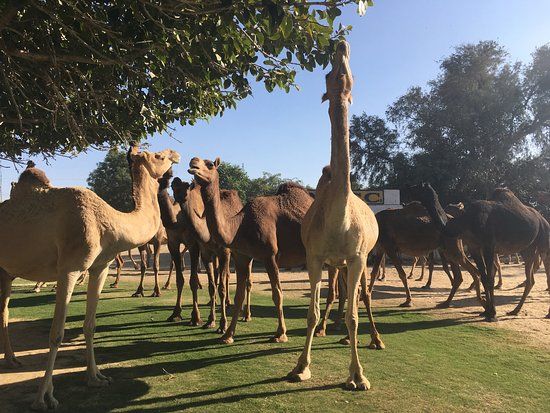 National Research Centre on Camel