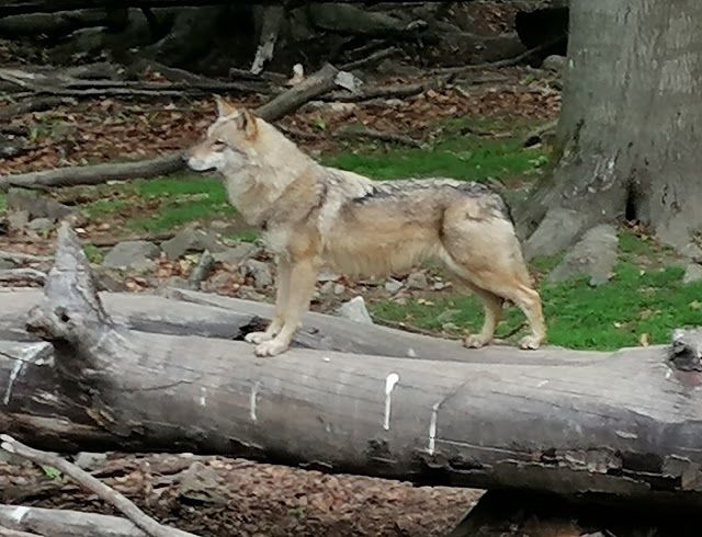 Wildpark Knull