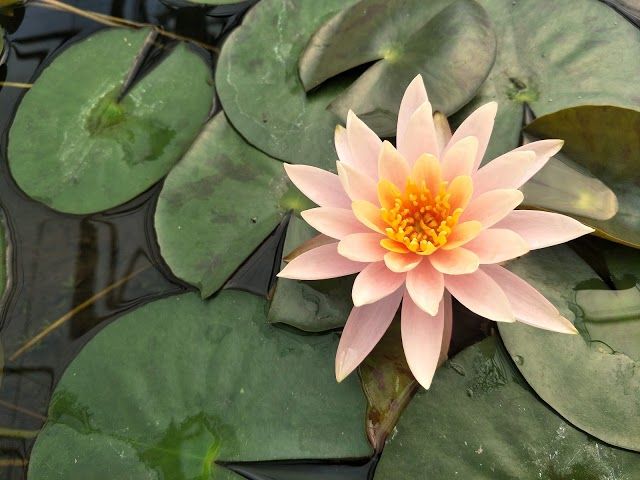 Queen Sirikit Botanical Gardens