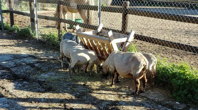 Children's Organic Animal Farm