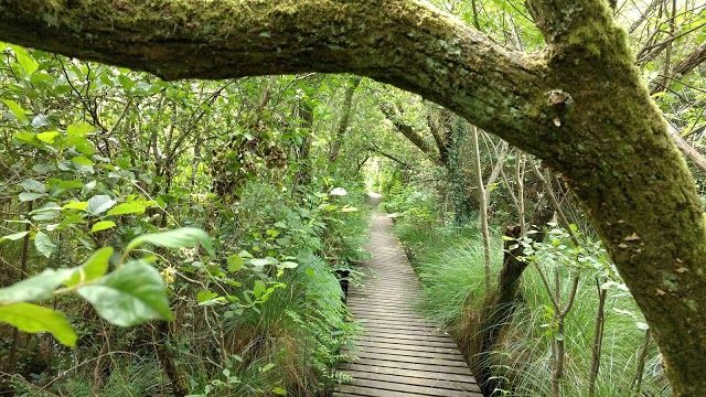 la Réserve Naturelle Nationale de l'Étang Noir