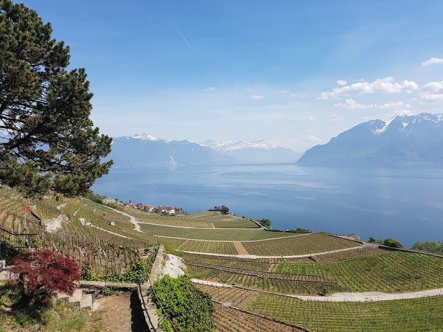 Lavaux Patrimoine mondial