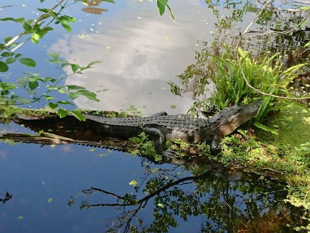 Lettuce Lake Park Boardwalk and Nature Trail Observation Tower