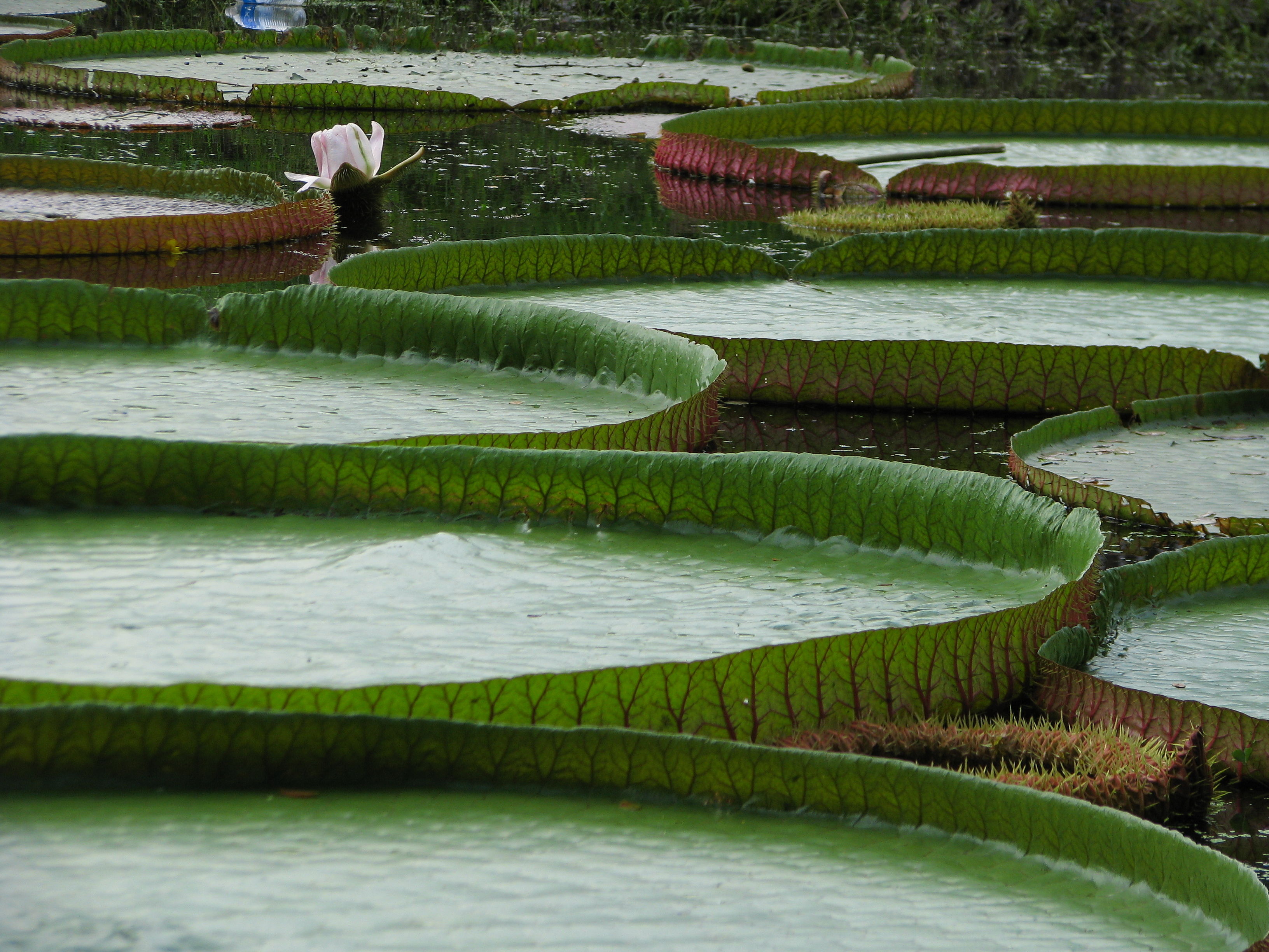 Botanical Garden