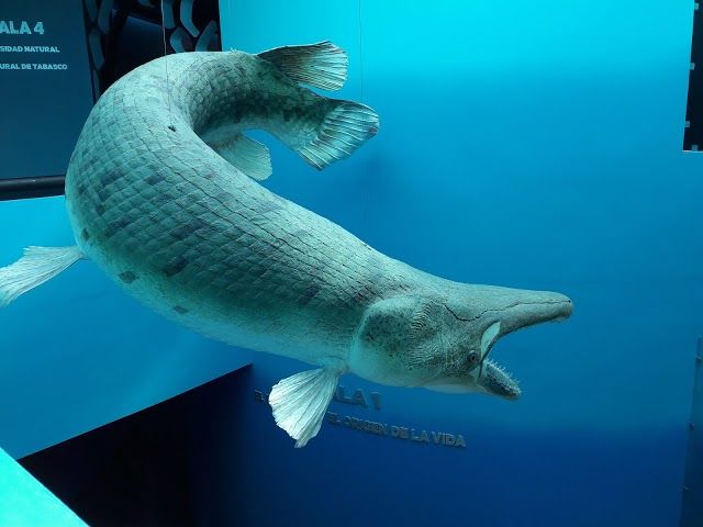 Jose Narciso Rovirosa Museum of Natural History