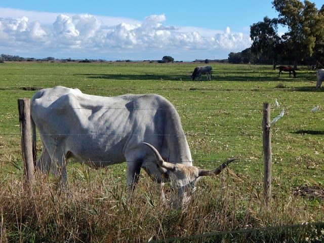 Maremma