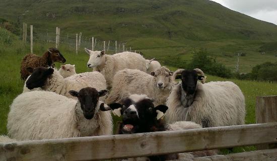 The Sheep and Wool Centre