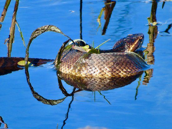 Paynes Prairie Preserve State Park
