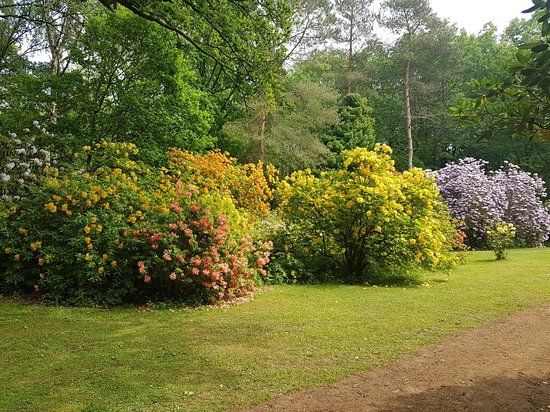 Bowood Woodland Gardens