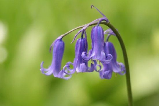 Thorncombe Woods Local Nature Reserve
