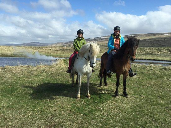 Sturlureykir Horses