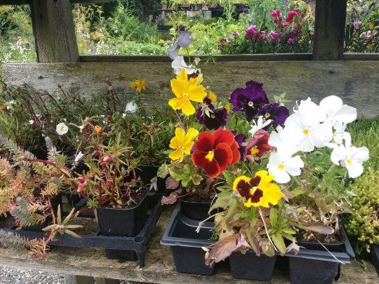 Y Gharey Garden Nursery