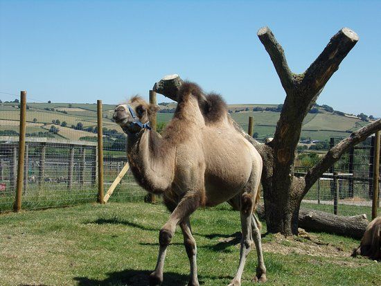 Chew Valley Animal Park