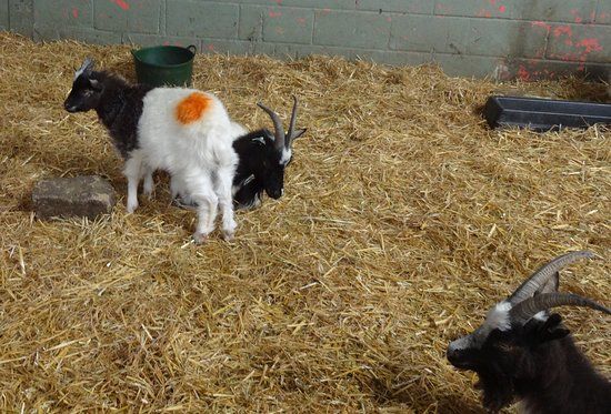 Bill Quay Community Farm