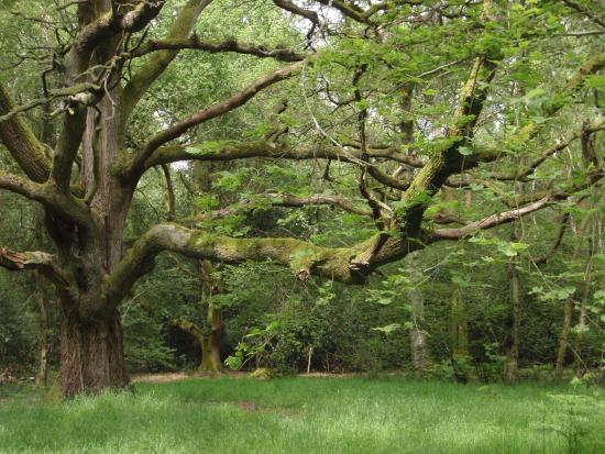 Odiham Common