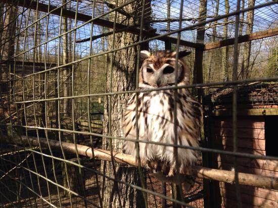 The Rutland Falconry and Owl Centre